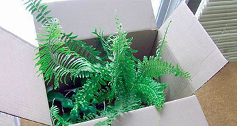Растение в коробке