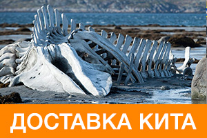 Доставка скелета кита из кинофильма «Левиафан»